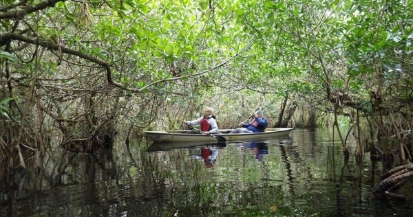 Everglades Mangrove Tunnel Kayak Eco Tour