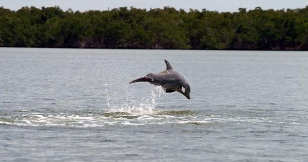 Everglades National Park 2 Hour Birding, Dolphin, and Wildlife Boat Tour