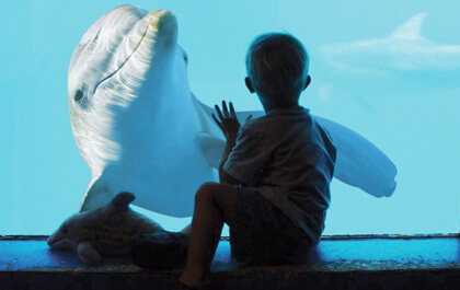 Clearwater Beach Marine Aquarium Adventure with Lunch