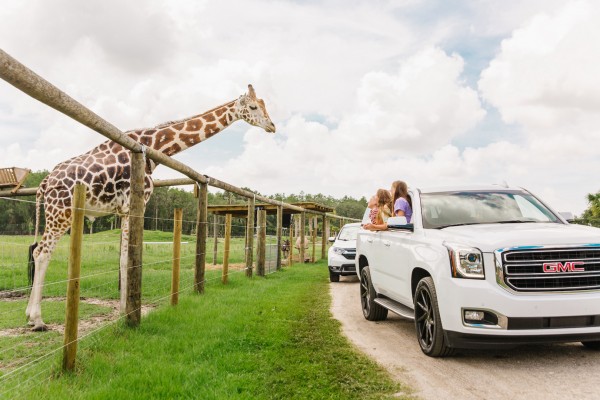 Wild Florida Safari Park Drive-thru Adventure