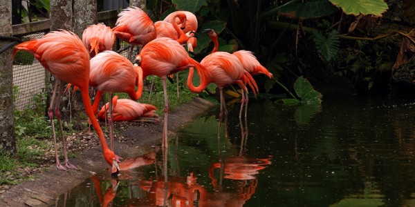 Flamingo Gardens - Botanical Gardens & Everglades Wildlife Sanctuary