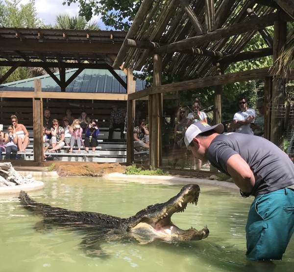 Wild Florida Gator Park Admission